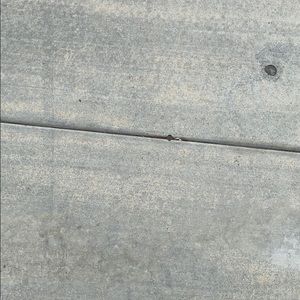 Meet your Posher, Deisy